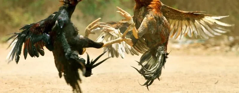 Đá Gà C1 C2 C3 C4 - Cẩm Nang Toàn Diện Cho Người Mới Bắt Đầu 2 Đá gà C1 C2 C3 C4