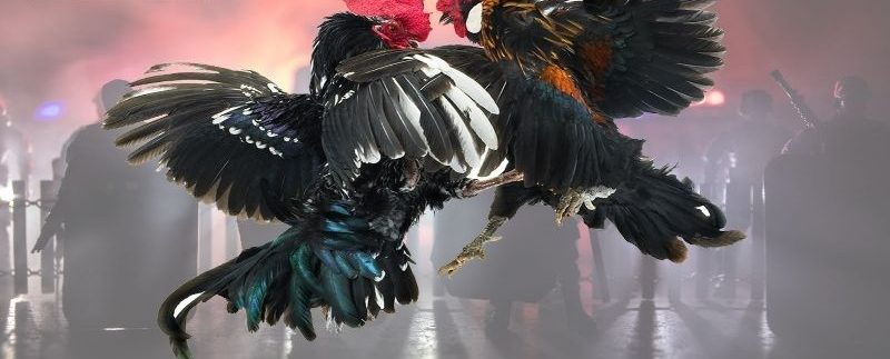 Đá Gà Trực Tiếp 88 - Sảnh Giải Trí Ăn Khách Số 1 Tại 78win 5 Đá gà trực tiếp 88