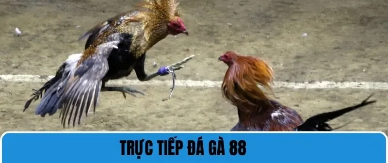 Trực Tiếp Đá Gà 88 - Trải Nghiệm Chất Lượng Cá Cược Đỉnh Cao 3 trực tiếp đá gà 88